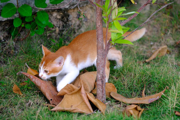 Street cats around the world - Indonesia, cute cate is hunting