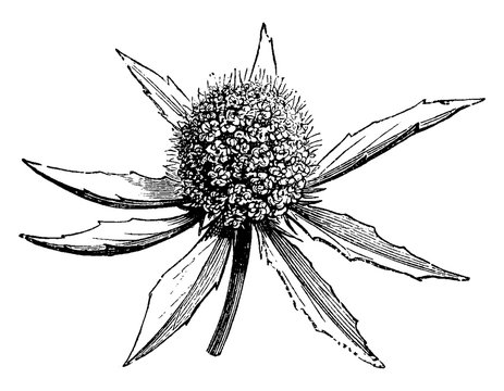 Eryngium Planum vintage illustration.