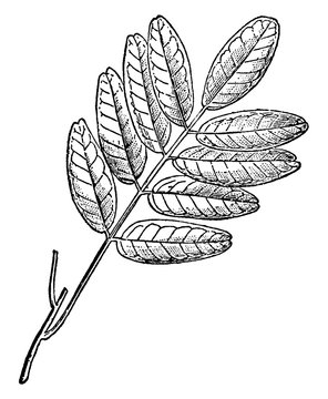 Pilocarpus Branch vintage illustration.