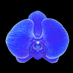 blue orchid flower isolated on black background.