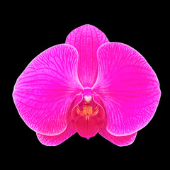 Naklejka na ściany i meble Pink orchid flower isolated on black background.