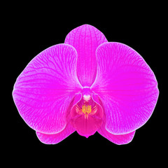 purple orchid flower isolated on black background.