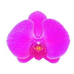 Fototapeta na wymiar purple orchid flower isolated on black background.