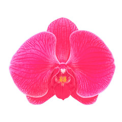 red orchid flower isolated on white background.