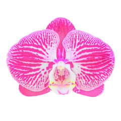 Pink orchid flower isolated on white background.