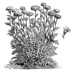 Achillea Eupatorium Flowers vintage illustration. © Morphart