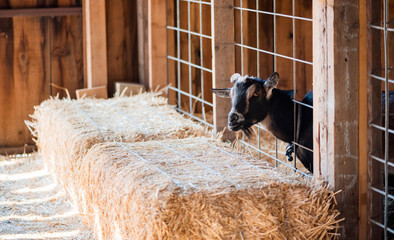 black goat with one horn sticking head through wire fence, portrait of a bearded goat at farm hay bale in the foreground, copyspace, farm animal portrait, funny goat, 
