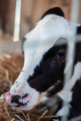 baby cow in pen, calf behind bars of kennel, young farm animal with ear tag, cute black and white cow laying down, tired young animal