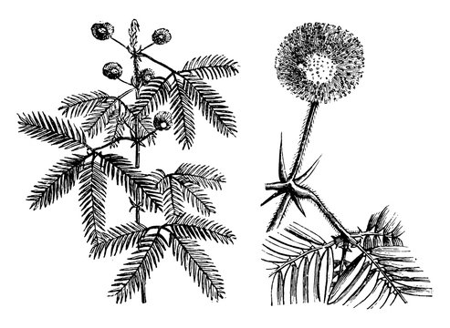 Flowering Branch, Single Flower Head, and Leaf of Mimosa Pudica vintage illustration.