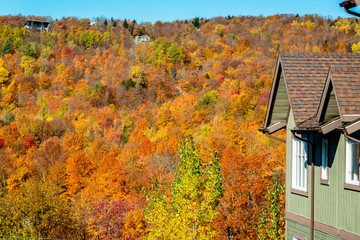 Obraz premium golden, views, northern, environment, colorful, leaf, great, blue, colour, parkway, multi-colored, america, fall colors, hills, national parkway, mountain, outdoor, landscape, scenic, mountains, leave