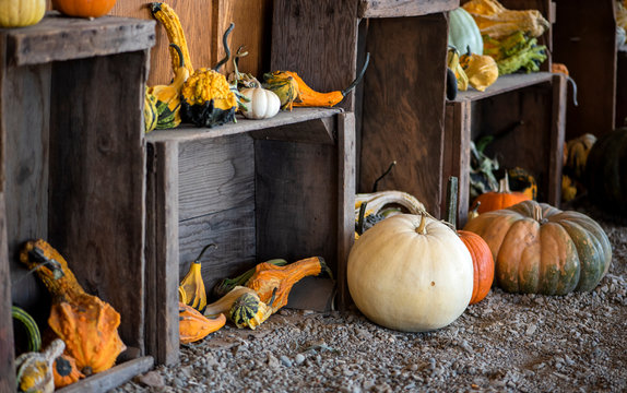 variety of gourds and pumpkins in wooden crates at pumpkin patch, crookneck winter squash varieties, group of autumn decorative gourd, fall decorations, copyspace, copy space