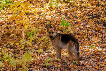 Dog in autumn forest