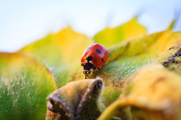 Macro of ladybug on a blade of grass
