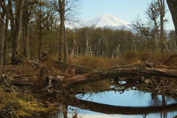 Beaver's Nest Near a Mountain