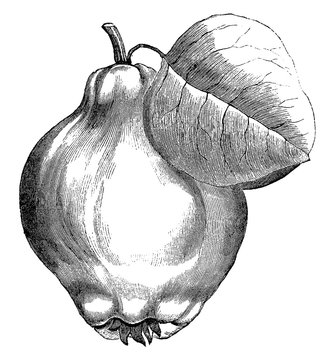 Portugal Quince Pear Vintage Illustration.