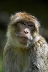 Barbary macaques portrait with eyes fixed on photographer