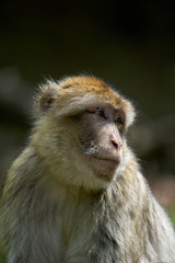 Barbary macaques portrait with a blurred background