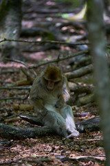 Barbary macaques cleaning her fur in forest