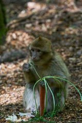 Barbary macaques studying food