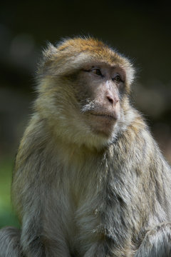 Barbary macaques in photomodel position