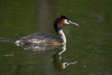 Crested grebe with reflection on the water  