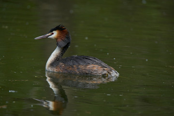 Grebe swimming undisturbed