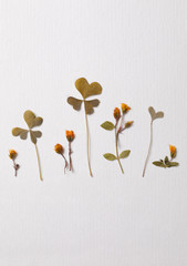 Dried plant arrangement on textured paper