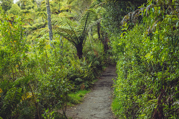 Walking around the Blue lake in Rotorua 