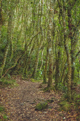 Walking around the Blue lake in Rotorua 