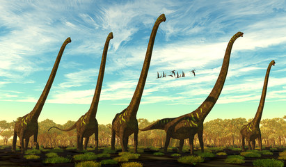 Mamenchisaurus youngi Dinosaur Herd - Mamenchisaurus youngi was a sauropod dinosaur that lived in China during the Jurassic Period. A flock of Dorygnathus reptiles fly nearby. © Catmando