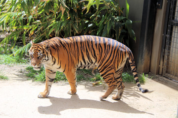 Fototapeta premium Tiger Prowling Cage at Zoo