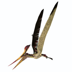 Pteranodon longiceps Flight - Pteranodon was a carnivorous Pterosaur bird of prey that lived in North America during the Cretaceous Period. © Catmando