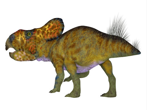 Protoceratops Male Dinosaur Tail - Protoceratops was a herbivorous Ceratopsian dinosaur that lived in Mongolia during the Cretaceous Period.