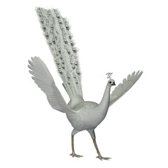 White Male Peacock - The White Peacock is a genetic variant of the Indian Blue Peacock which is called Leucism.