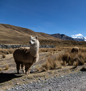 Paisajes y naturaleza en los andes del Peru