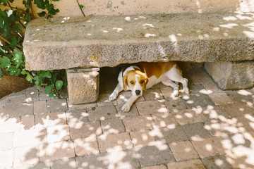 Beagle lying under a stone bench in a rustic village. White and brown dog. Pets concept. © EGHStock