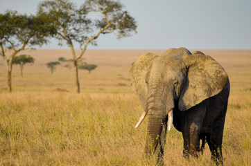 An African elephant strolls through the plains of Serengeti National Park in Tanzania, Africa at sunset