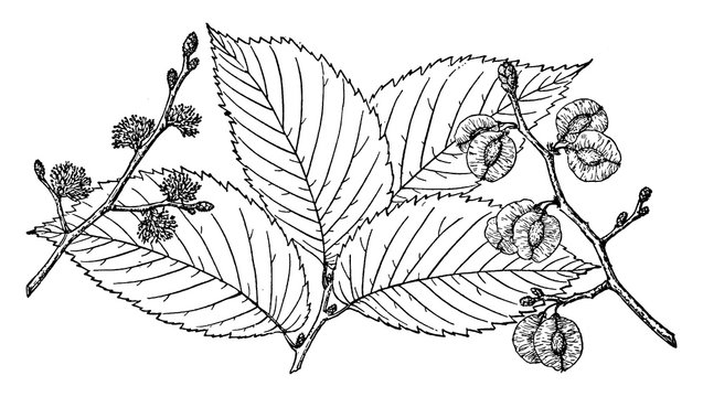Branch of Slippery Elm vintage illustration.