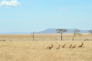 Fototapeta na wymiar Landscape view of a herd of impala run through the grasslands of Serengeti National Park, Tanzania, Africa; copy space