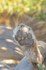 Close-up view of the bottom of a lion's paw in Serengeti National Park, Tanzania, Africa