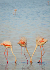 A trio of flamingos feed on shrimp with their heads buried in the sand of a lake in Serengeti National Park, Tanzania, Africa