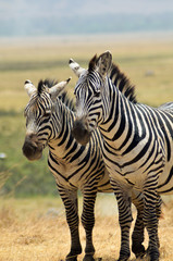 Fototapeta na wymiar A pair of zebras stand together in the grasslands of Tanzania, Africa; vertical image