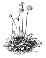 Bellis Perennis vintage illustration. © Morphart