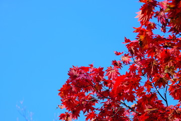 紅葉と青空