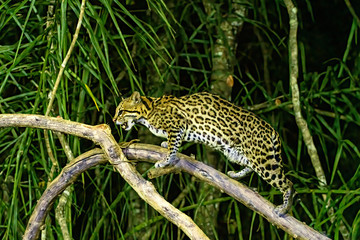 Ocelot