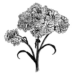Achillea Ptarmica Variation the Pearl vintage illustration. © Morphart