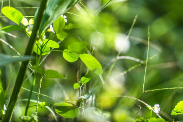 Plants and weeds  in nature with blur focus.and backlit