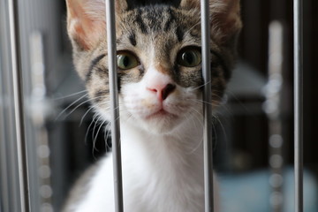 子猫001