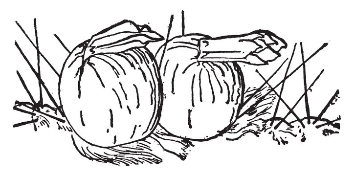 Cephalocereus Fruit vintage illustration.
