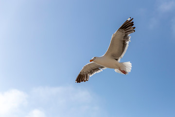 Flying Seagull